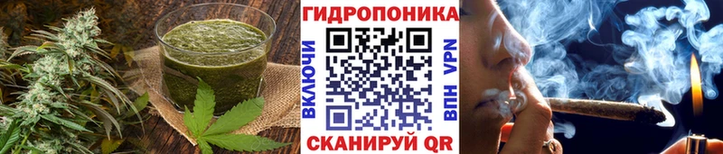 наркошоп  Куровское  маркетплейс как зайти  Cannafood конопля 